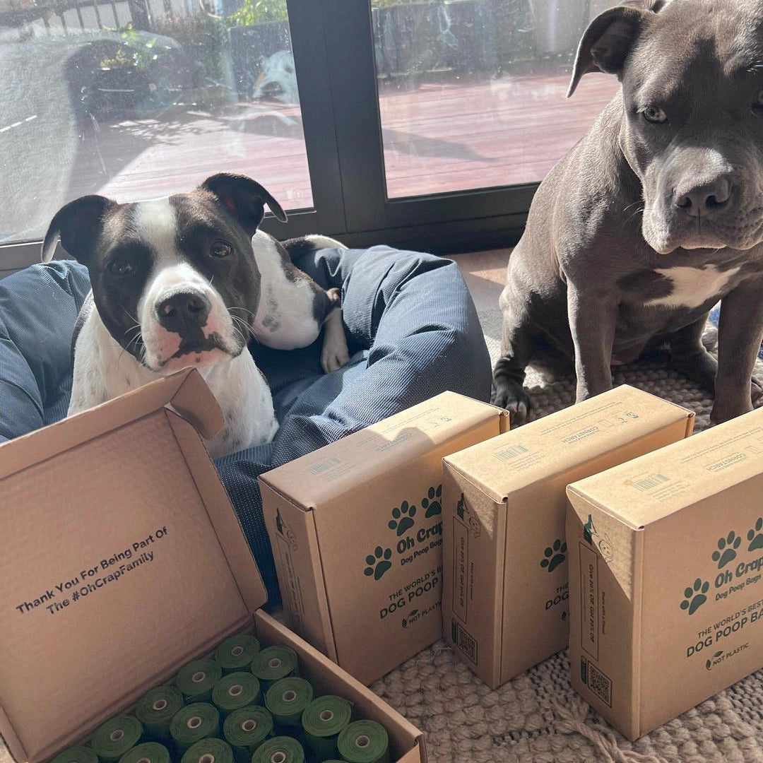 Picture of @thebullysibs with four packs of Oh Crap Compostable Dog Poop Bags in front of them