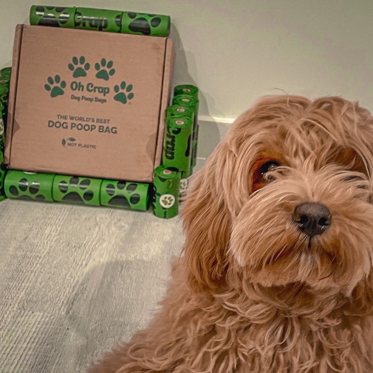 Picture of @nugget_thecavoodleboy_xo in selfie pose with Oh Crap Dog Poop Bags behind them